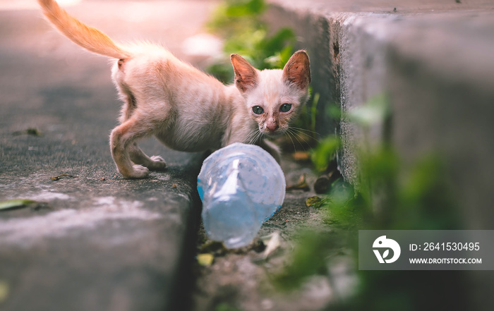 近距离观察一只瘦骨嶙峋的可怜流浪小猫或猫，它正看着footpa附近的一杯空塑料水