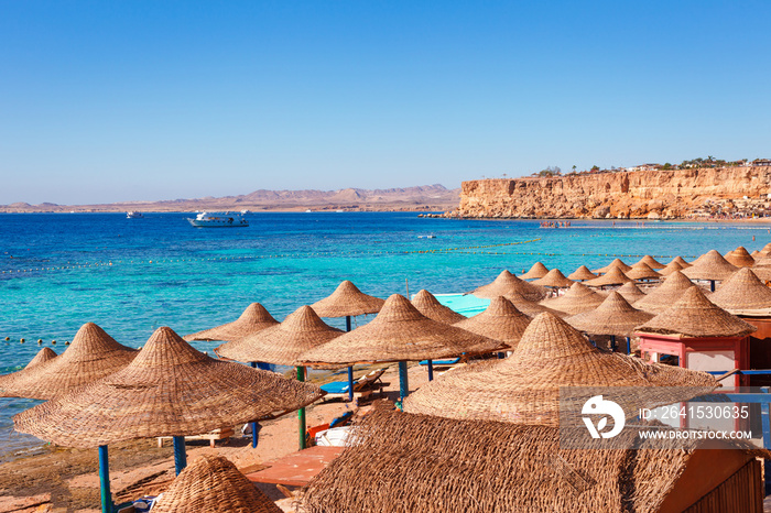 Sunny resort beach with palm tree at the coast of Red Sea in Sharm el Sheikh, Sinai, Egypt, Asia in 