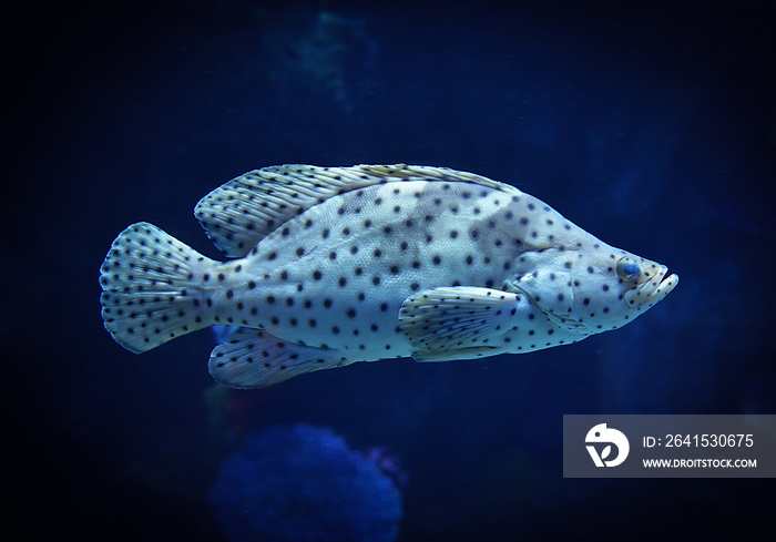 巴拉蒙迪鳕鱼/石斑鱼在水下游动的海洋生物-座头石斑鱼