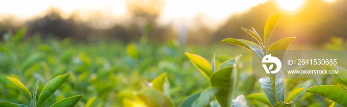 Banner of green tea leaf in the plant at sunset