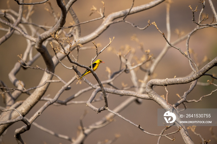 Eurasian golden oriole - Oriolus oriolus passerine bird in the oriole family clicked at keoladeo, bh