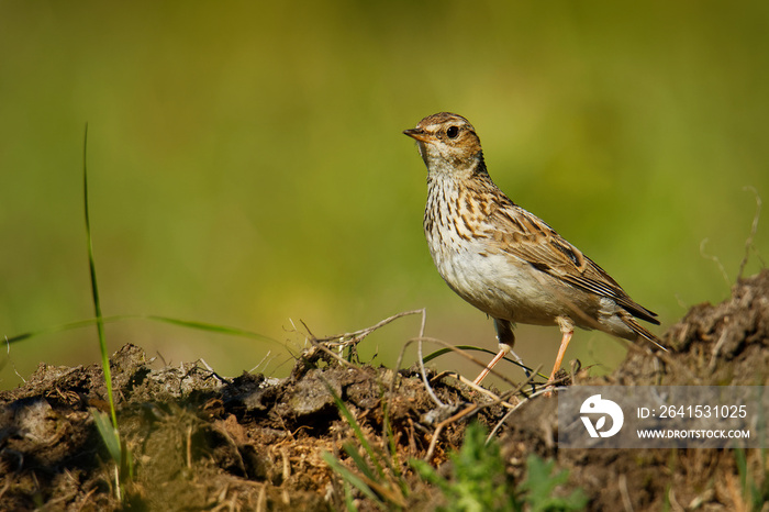 Wood Lark-Lullula treet草地上的棕色冠鸟（牧场），百灵鸟属Lullula，foun