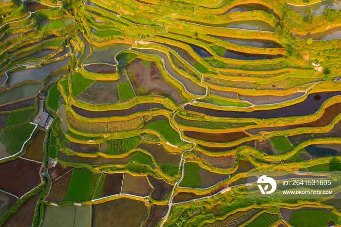 Terraced field in guizhou china