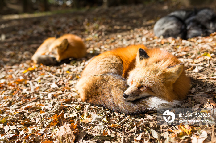 Sleeping fox