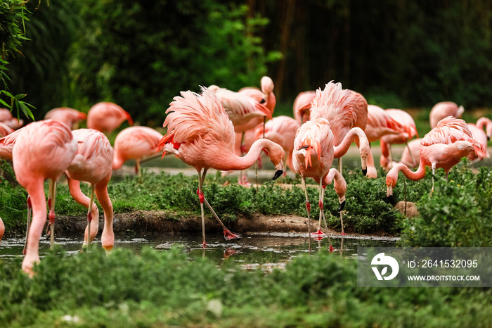 一群粉色火烈鸟在池塘里狩猎，城市环境中的绿色绿洲。动物园里的火烈鸟