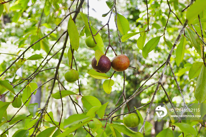 Local kokum fruit on a tree Garcinia indica, Goa, India.