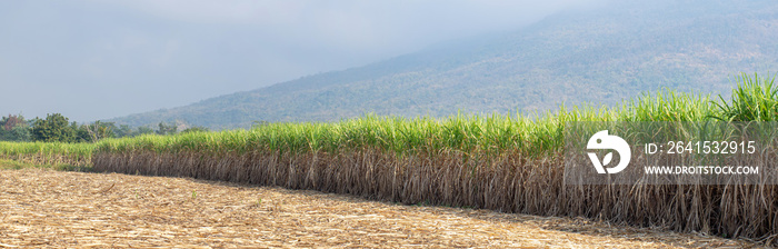 Sugarcane plantations,the agriculture tropical plant in Thailand