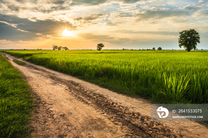 Rice Field Before Sunset