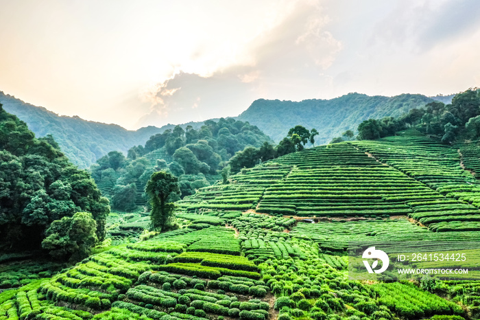 longjing tea garden in hangzhou china