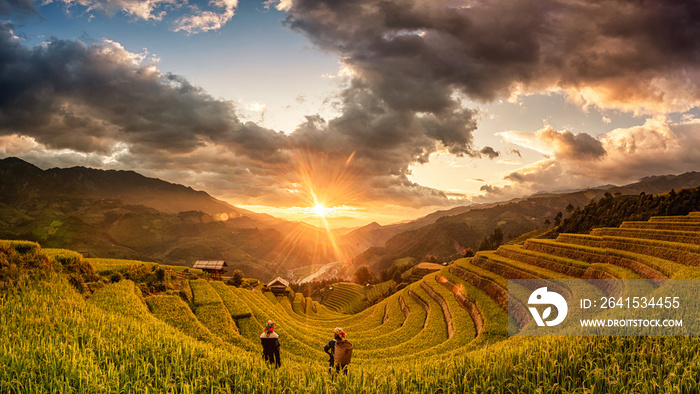 Green Rice fields on terraced in Muchangchai, Vietnam Rice fields prepare the harvest at Northwest V