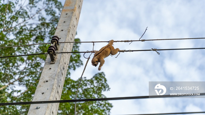 Wind monkey Slow Loris on electric pole, cause of power outage in village, people