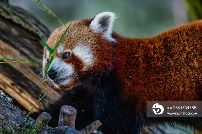 The red panda, Ailurus fulgens, also called the lesser panda.