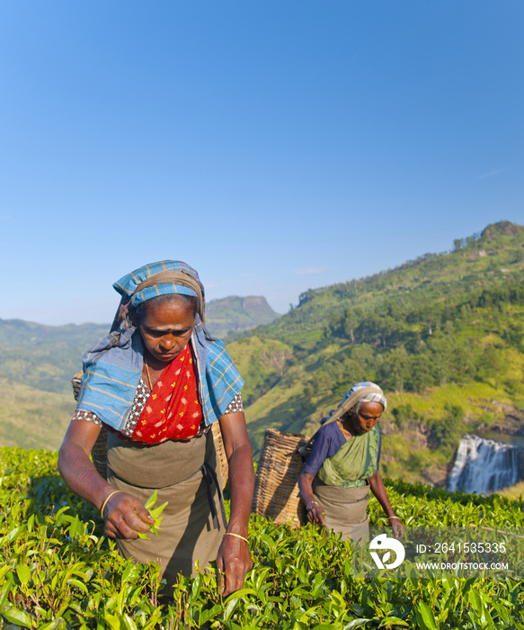 斯里兰卡种植园的采茶工人