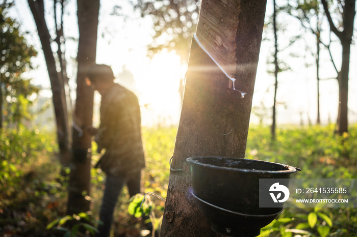 rubber tree.