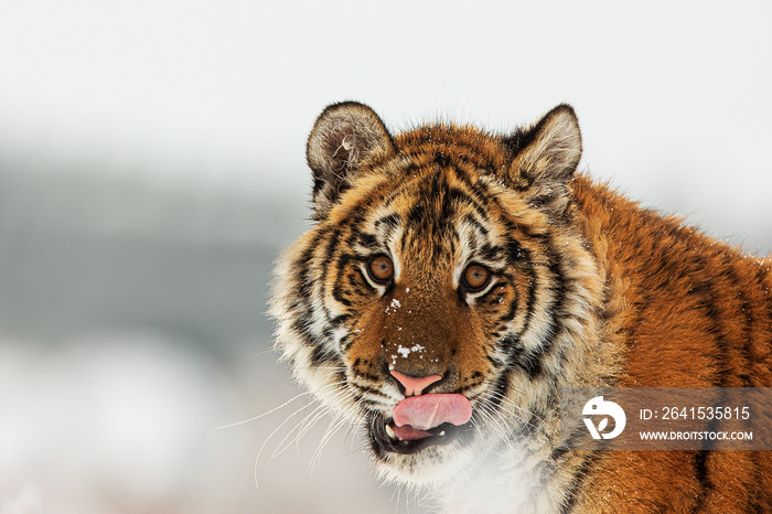 年轻的雄性西伯利亚虎Panthera tigris tigris舔舐头部的特写肖像