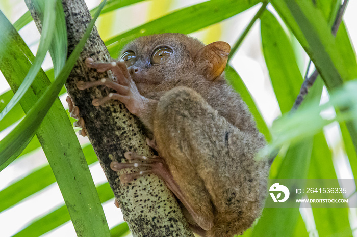 Tarsier monkey是世界上最小的，菲律宾的Tarsier（Carlito syrachta）是一种tarsi