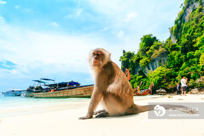 Monkey Beach, Phi Phi Islands, Thailand