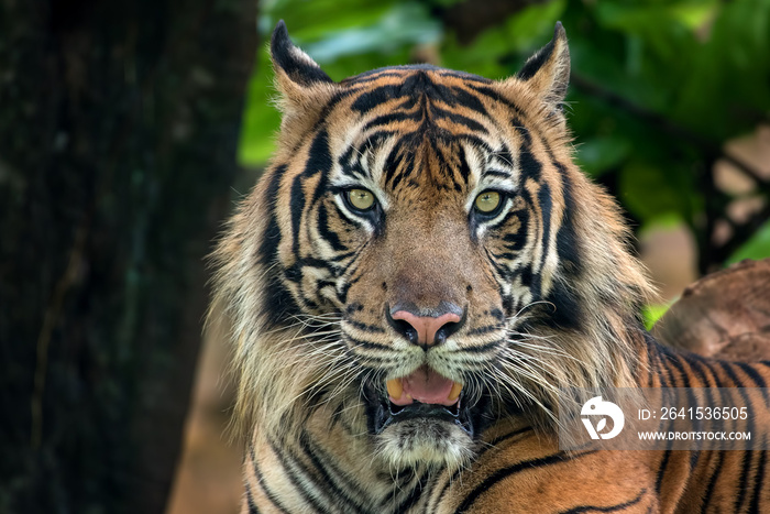 Male Sumatran tiger close up 