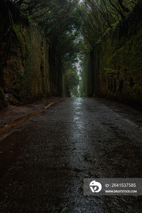 特内里费岛阿纳加乡村公园美丽的隐蔽苔藓隧道。