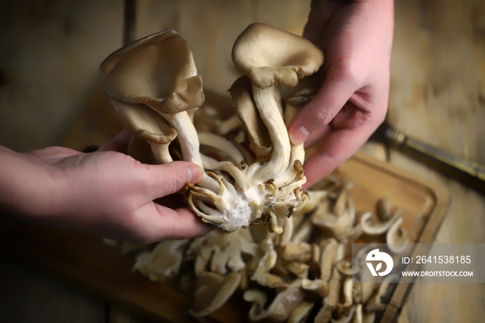 Oyster mushrooms bunch in hands. Raw mushrooms on a wooden surface.