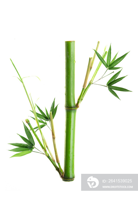 Branches of bamboo isolated on white background