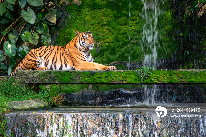 Bengal tiger resting Near the waterfall with green moss from inside the jungle zoo .