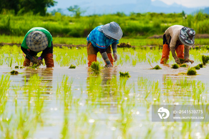 Farmers are planting rice in the farm.Farmers bend to grow rice.Agriculture in asia.Cultivation usin