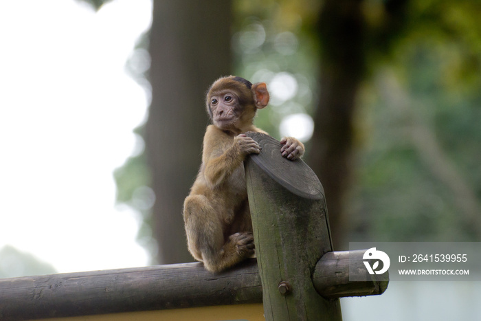 A closeup of a small monkey sitting on a post at a zoo in the UK