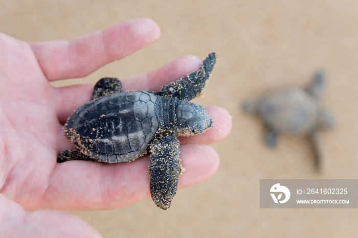 红海龟宝宝(Caretta carretta)