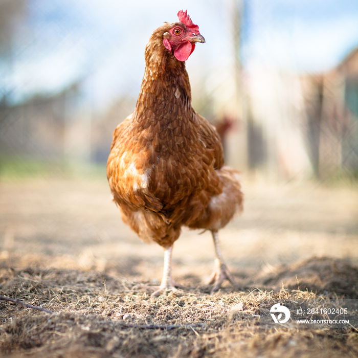 农家院子里的母鸡特写(Gallus Gallus domesticus)