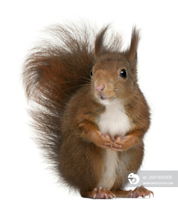 Eurasian red squirrel, Sciurus vulgaris, 4 years old