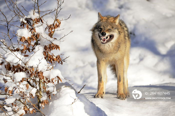 Wolf drohend Winter