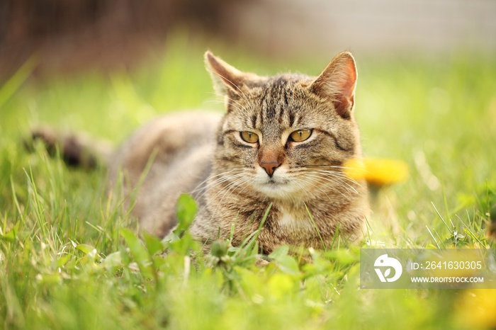 猫在春草上休息。