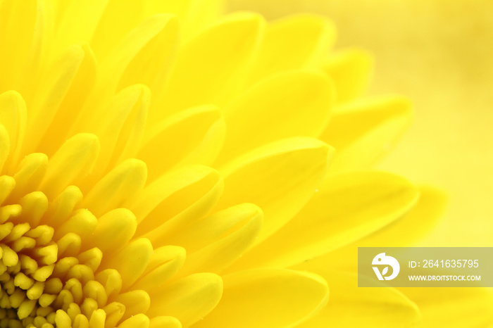 Yellow chrysanthemum petals macro shot