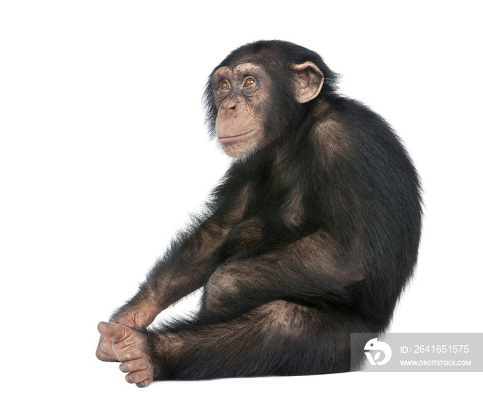 幼年黑猩猩——猿猴(5岁)