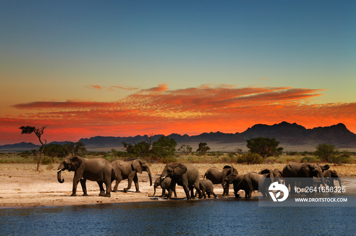 非洲稀树草原上的象群