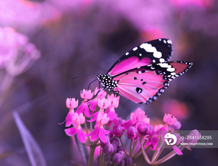 Butterfly on orange flower in the garden