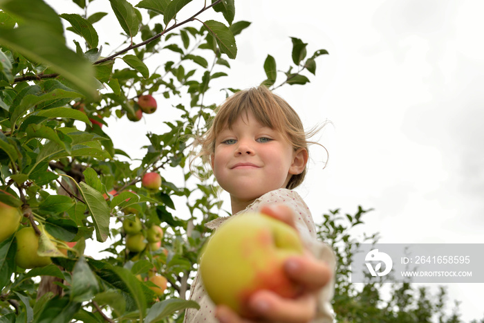 cueillette des pommes