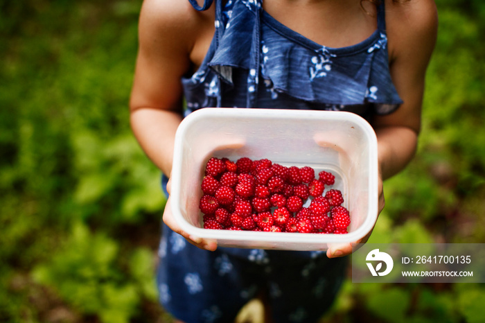 Mid section of girl (4-5) holding box with raspberries in forest