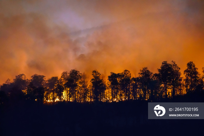 人类引发的雨林火灾正在燃烧