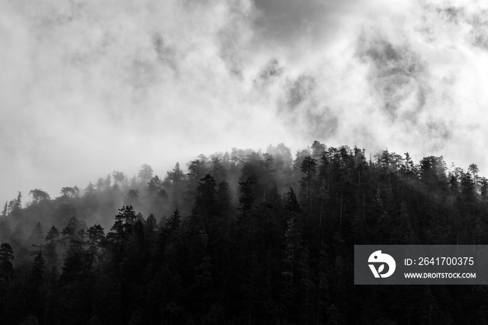 Wooded hill in thick cloud mist