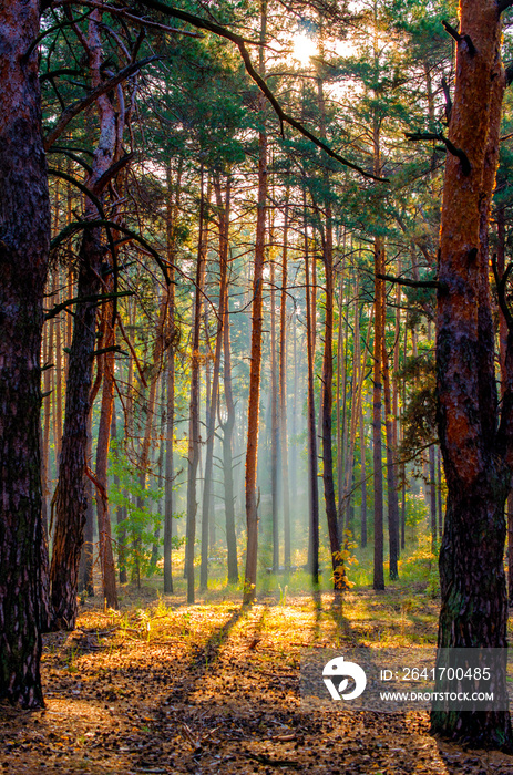 秋松林中的清晨