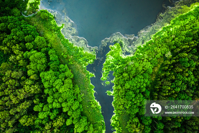 Blooming algae on the river and lake in spring