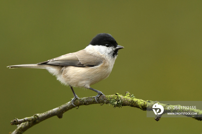 柳树山雀（Poecile montanus）