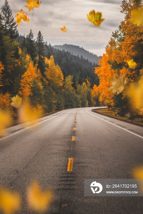 穿越落叶森林仙境的史诗般的秋季公路旅行