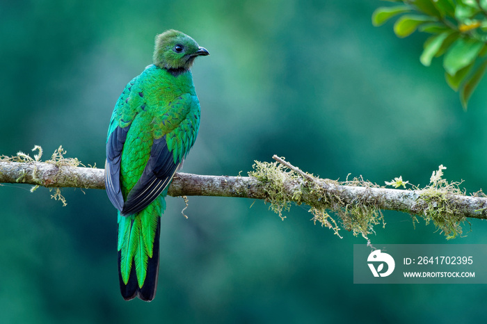 Quetzal - Pharomachrus mocinno - female bird in the trogon family. It is found from Chiapas, Mexico 