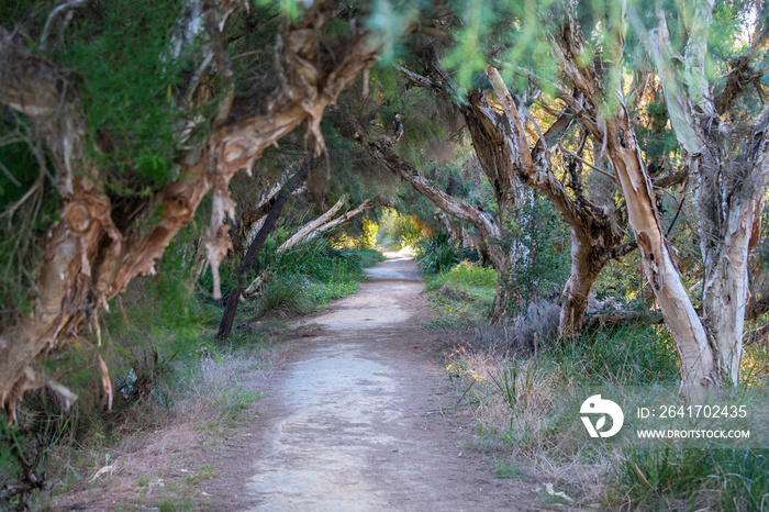 Paperbark Alley