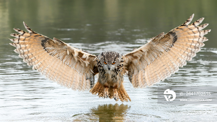 一只美丽、巨大的欧洲鹰鸮（Bubo Bubo）将猎物从水中带走。Gelderland in the