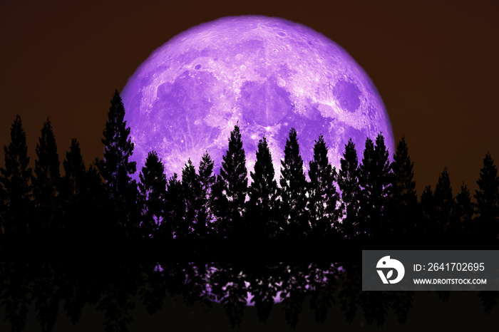 reflection super corn planting purple  moon rise back top pine clear cloud on the night sky