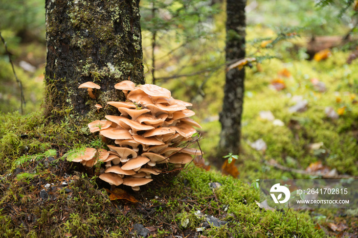 Oyster mushroom - 2